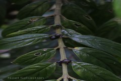 Lasianthus acuminatus